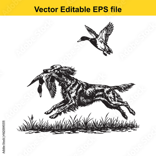 Irish Setter Vintage Black & White Hunting Dog Illustration with Muller Duck – Standing, Jumping, and Hunting Pose