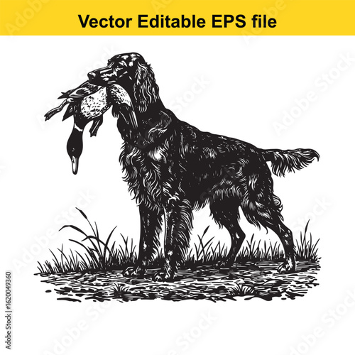 Irish Setter Vintage Black & White Hunting Dog Illustration with Muller Duck – Standing, Jumping, and Hunting Pose