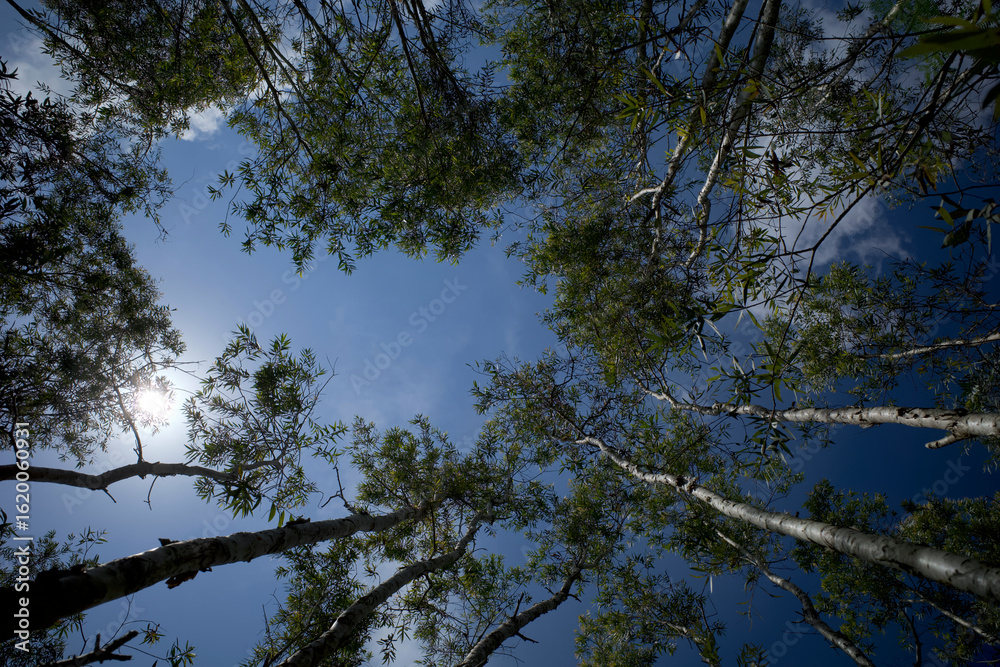 Fototapeta premium Melaleuca cajuputi plants, commonly known as cajuput with blue sky background