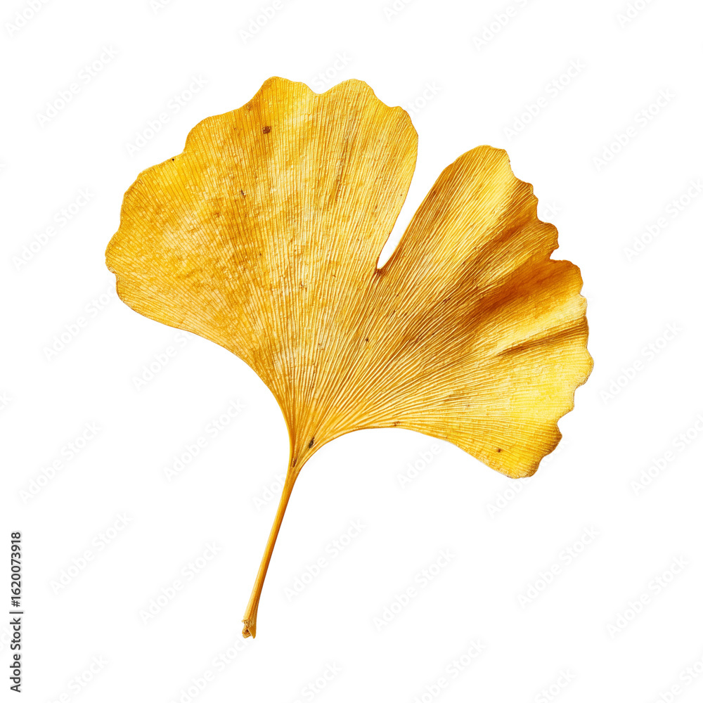 Naklejka premium Single dried ginkgo biloba leaf isolated on white background