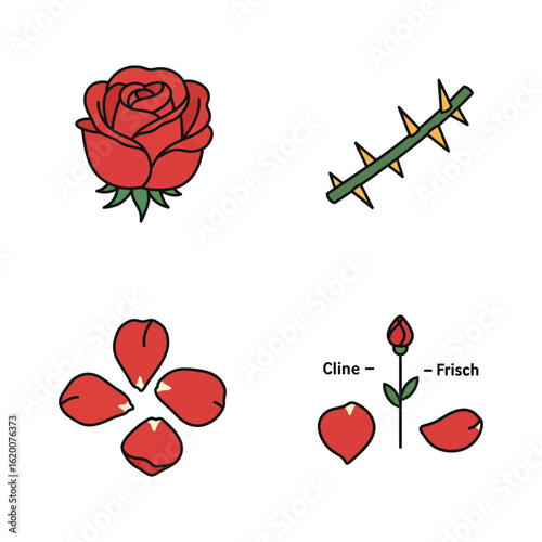 Rose Anatomy Illustration with Flower Thorns Petals and Bud on White Background