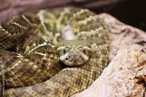 Western Diamondback Rattlesnake on Rock