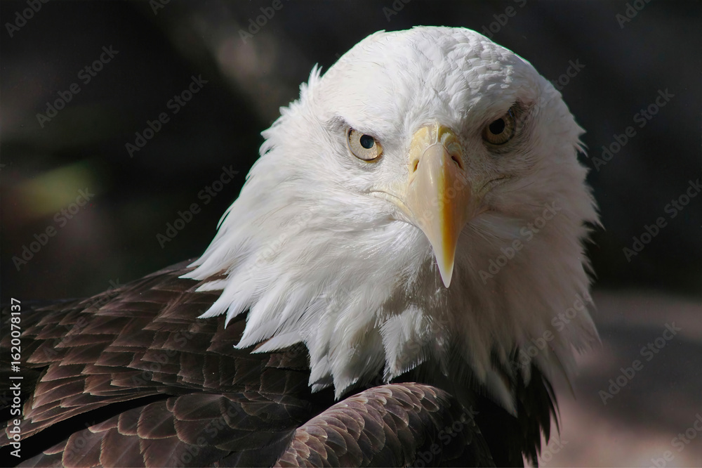 Obraz premium Close-Up Portrait of Bald Eagle