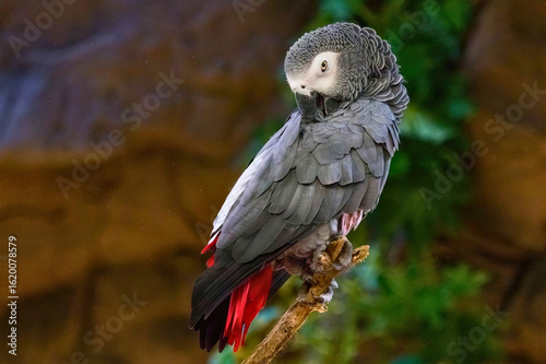 African Grey Parrot on Branch