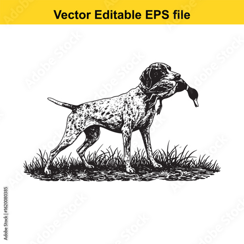 Pointer Vintage Black & White Hunting Dog Illustration with Muller Duck – Standing, Jumping, and Hunting Pose