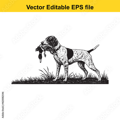Pointer Vintage Black & White Hunting Dog Illustration with Muller Duck – Standing, Jumping, and Hunting Pose