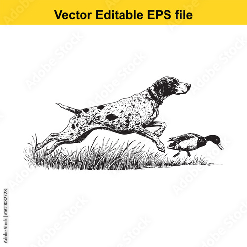Pointer Vintage Black & White Hunting Dog Illustration with Muller Duck – Standing, Jumping, and Hunting Pose