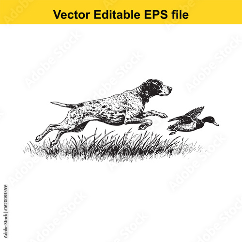 Pointer Vintage Black & White Hunting Dog Illustration with Muller Duck – Standing, Jumping, and Hunting Pose