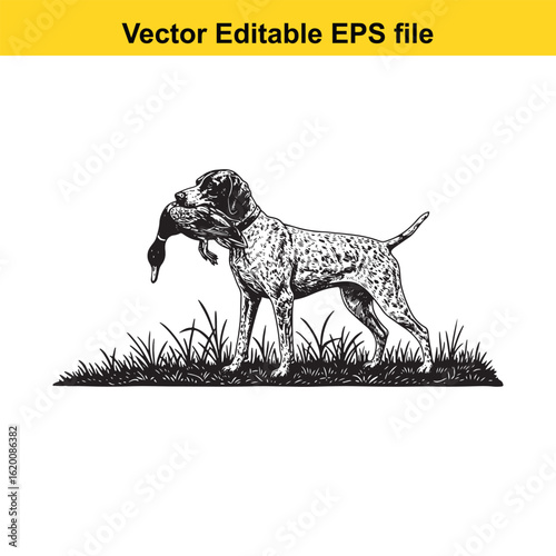 Pointer Vintage Black & White Hunting Dog Illustration with Muller Duck – Standing, Jumping, and Hunting Pose