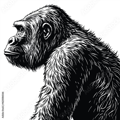 Shaggy head of a cute domestic animal sketch, a hand-drawn illustration of a wild black bear with fur isolated on white