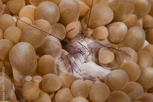 View of a translucent shrimp with delicate purple markings nestled amongst the soft, bulbous coral, creating a surreal underwater scene, Pemuteran, Bali, Indonesia.