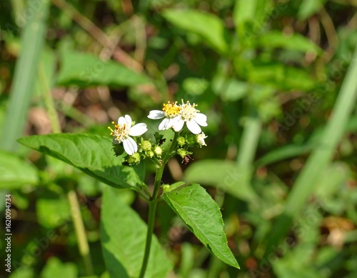 Close-up of small white flowers (3)