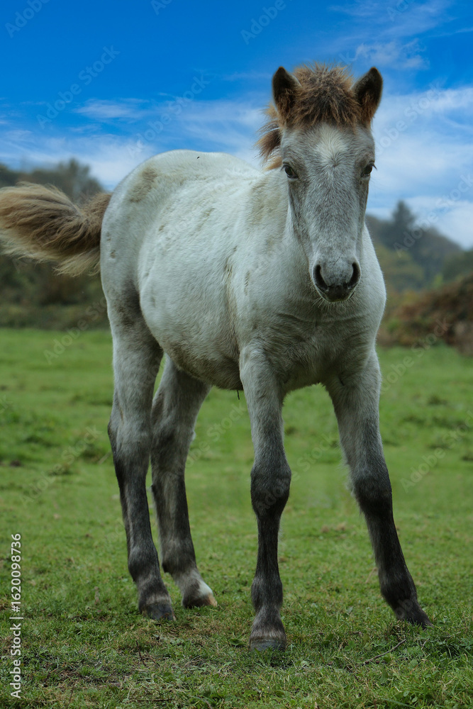 jeune cheval camarguais jeune cheval camarguais