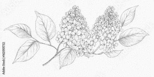 Botanical illustration of lilac. Stained ink sketch with halftone, abstract dotwork texture, aged paper blur.