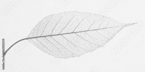 Leaf, X-ray effect. Rough stippled form with speckled grain and retro brush overlay. Faint scratches and vintage look.