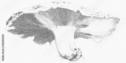 Mushroom drawing. Textured object with scratchy threshold lines, dusty grit layer and faded ink pattern. Grainy overlay and stippled noise.