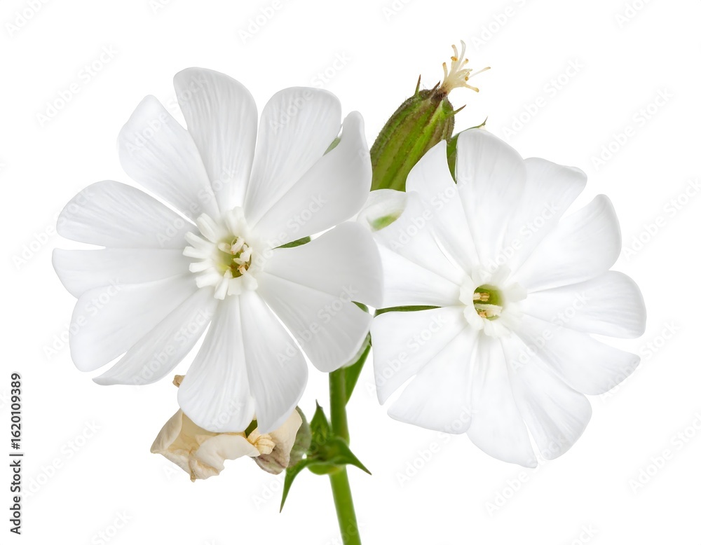 Fototapeta premium Close-up of two white flowers on a stem