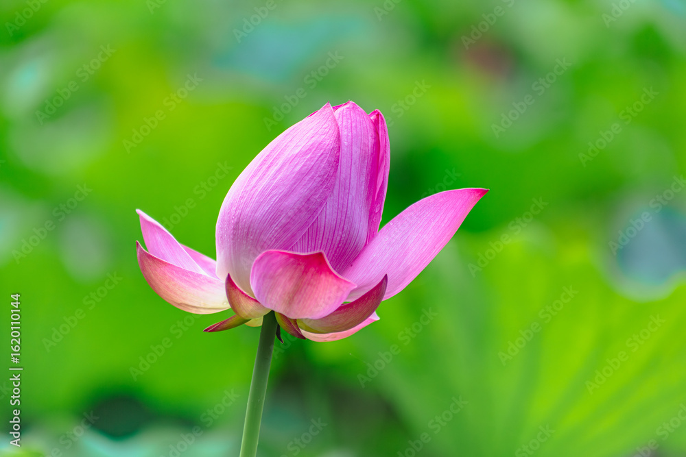 Fototapeta premium 古代ハスと水滴ー88