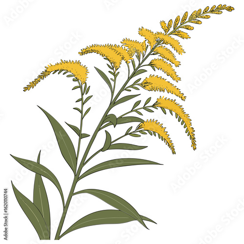 Goldenrod flower vector transparent background