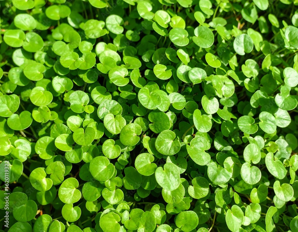 Close-up of vibrant green circular leaves (2) Close-up of vibrant green circular leaves (2)