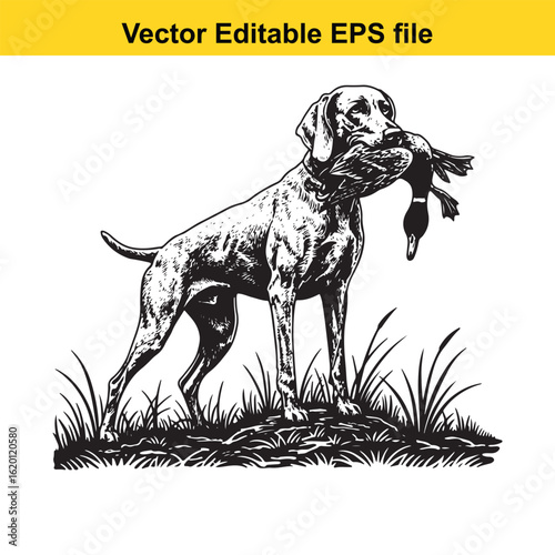 Weimaraner Vintage Black & White Hunting Dog Illustration with Muller Duck – Standing, Jumping, and Hunting Pose