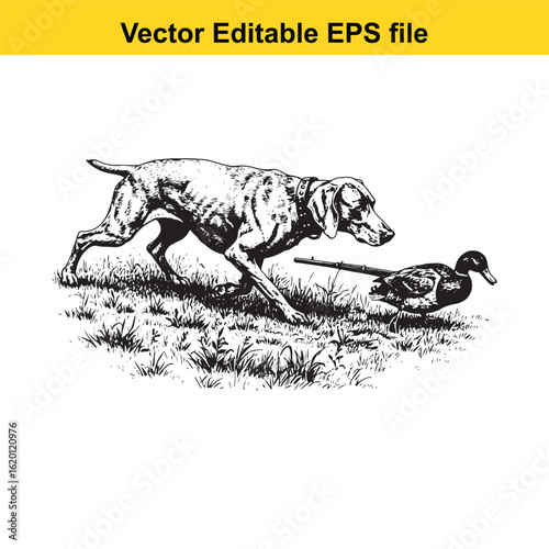 Weimaraner Vintage Black & White Hunting Dog Illustration with Muller Duck – Standing, Jumping, and Hunting Pose