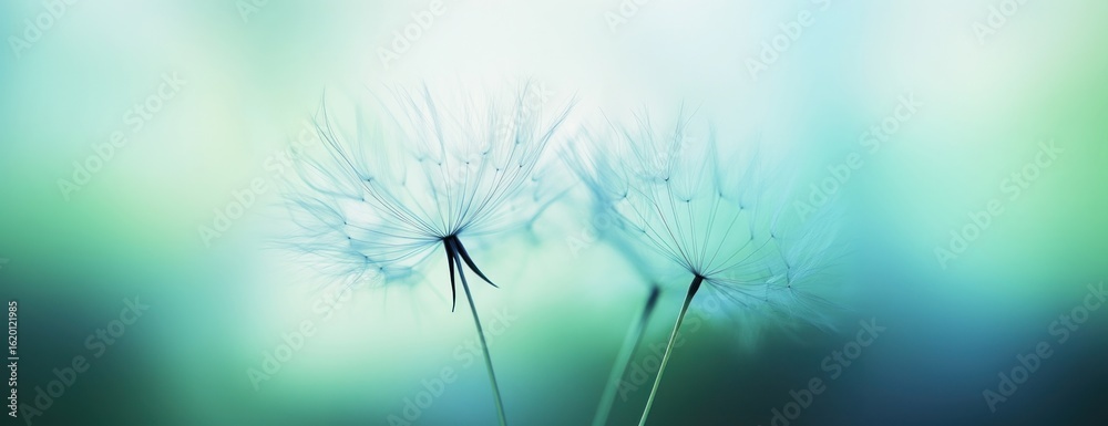 Naklejka premium Fluffy seeds on an open dandelion background delicate flower.