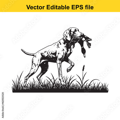 Weimaraner Vintage Black & White Hunting Dog Illustration with Muller Duck – Standing, Jumping, and Hunting Pose