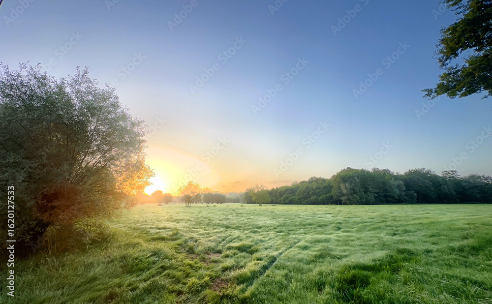 Fototapeta premium A serene and beautiful sunrise illuminates a vibrant meadow, which is adorned with sparkling morning dew
