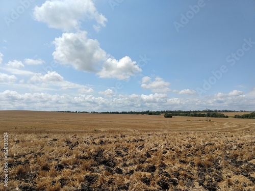 Yellow field, harvested wheat against the sky, stubble field