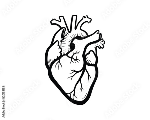 Anatomical Heart Detailed Illustration, Black and White Drawing, Isolated on White Background, Vector Illustration