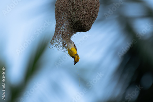 A beautiful baya weaver bird ridiculously builds its intricate nest, a wounder of natures engineering.