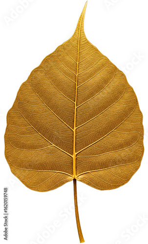 Golden Bodhi Leaf Isolated on Transparent Background PNG – Sacred Ficus religiosa Leaf for Buddhist Art, Temple Decor, Vector Clipart, Religious Symbol, Spiritual Decorative Element