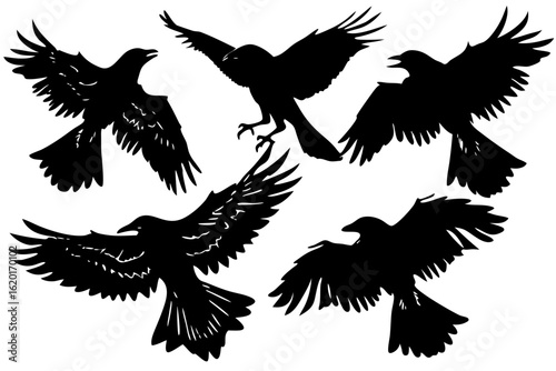 A collection of flying raven silhouettes. A graphic vector set of black crows in various poses, isolated on a white background.