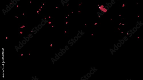 Romantic 3D red rose petals fall gently on a transparent background. This elegant alpha effect is perfect for adding a touch of love and beauty to any project.