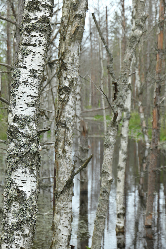 Fototapeta premium Numerous birch trees in a moorland landscape