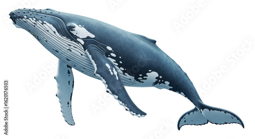 Foto Isolated humpback whale