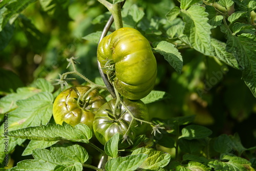 The oxheart tomato is a widely grown, but relatively little traded, meaty tomato variety in Germany, which produces heavily ribbed, very fleshy, mostly light red fruits weighing up to 500 grams. D.
