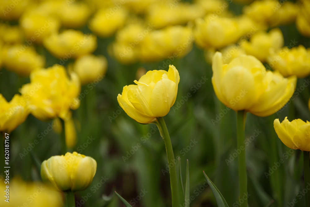 yellow tulip flowers in flower bed, growing beautiful flowers, gardening concept, nature background yellow tulip flowers in flower bed, growing beautiful flowers, gardening concept, nature background