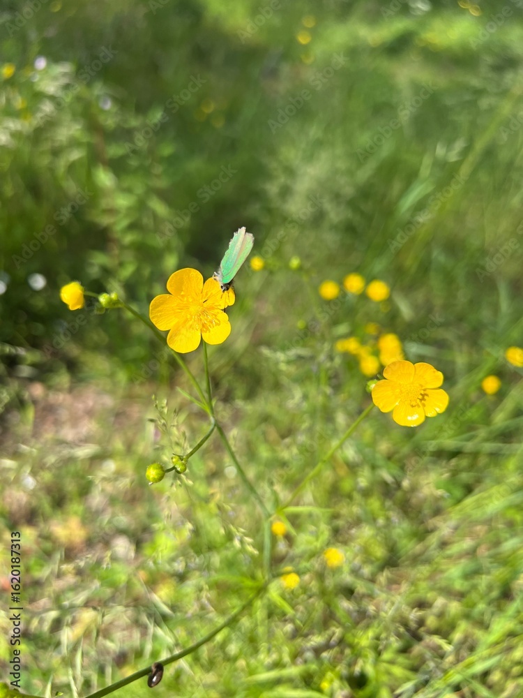 Fototapeta premium A Close-Up of a Small Iridescent Butterfly on a Bright Yellow Buttercup in Curonian Spit National Park, Lithuania – A Beautiful Natural Color Combination