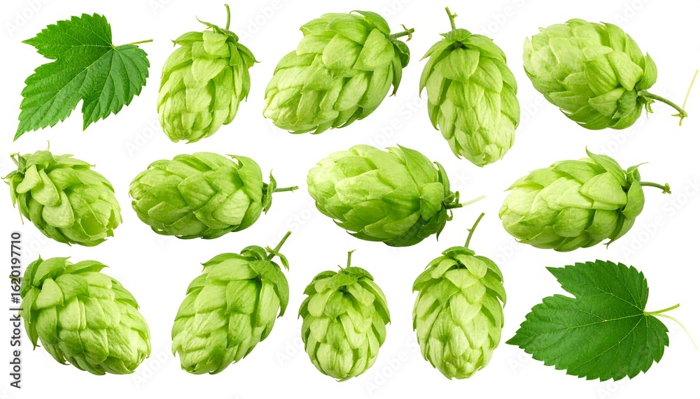 Hop cones and leaves arranged against a white background for use in brewing concept Hop cones and leaves arranged against a white background for use in brewing concept