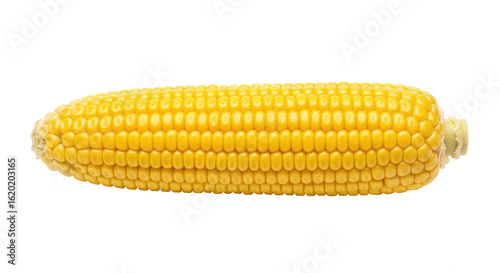 Tableau sur toile Isolated Ripe Corn Cob