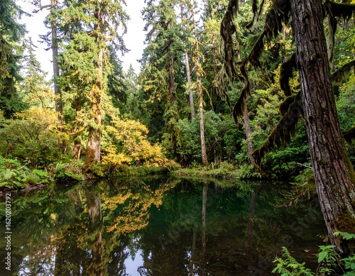 Autumn forest reflects in a tranquil pond