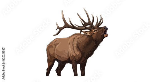 Wildlife illustration of a bull elk. Detailed depiction of a large male elk with imposing antlers in a bugling pose, highlighting its powerful stature and natural behavior. Nature and wildlife art...