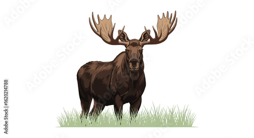 Wildlife illustration of a moose. Majestic adult moose with large antlers standing in green grass, front view. Forest animal depiction for nature and outdoor concepts. Vector illustration.