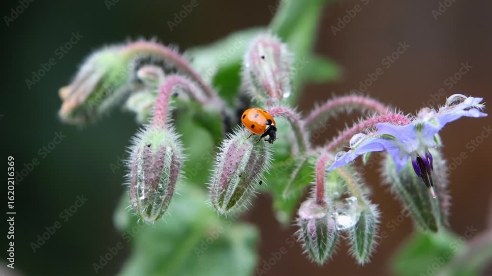 A Seven-Spotted Ladybird, Coccinella septempunctata, perched on Borage flowers, Borago officinalis, after a rain shower. Summer. UK A Seven-Spotted Ladybird, Coccinella septempunctata, perched on Borage flowers, Borago officinalis, after a rain shower. Summer. UK