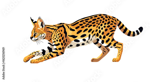 Savannah wildlife illustration set. Detailed vector illustration of a serval cat in mid-pounce showing its characteristic spotted coat, long legs, and erect ears. Wild feline concept.