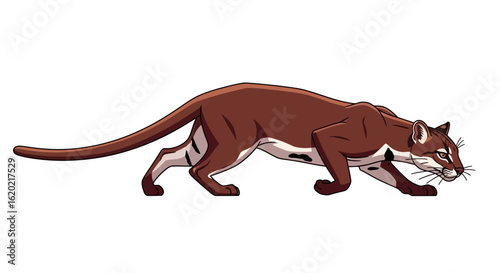 Wild animal illustration. Stylized depiction of a brown mountain lion or cougar in a stalking pose with a sleek full body profile on a white background. Wildlife concept.