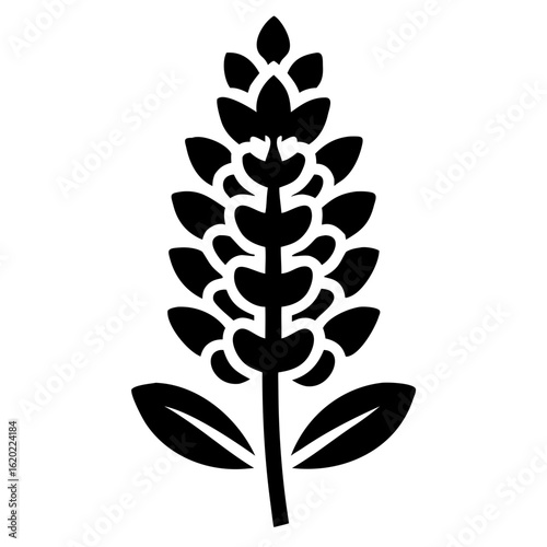 Elegant black silhouette of a lupine flower in full bloom on white