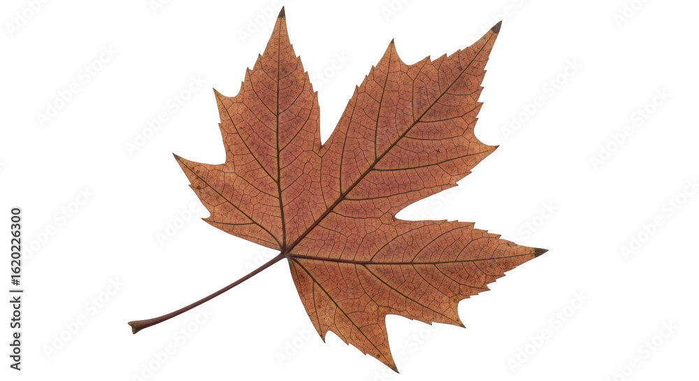 Fototapeta premium Isolated maple leaf on white background